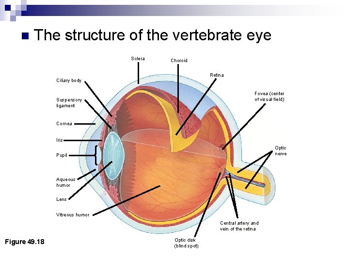 n The structure of the vertebrate eye Sclera Choroid Retina Ciliary body Fovea (center