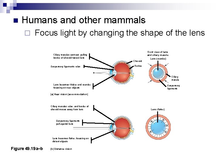 n Humans and other mammals ¨ Focus light by changing the shape of the