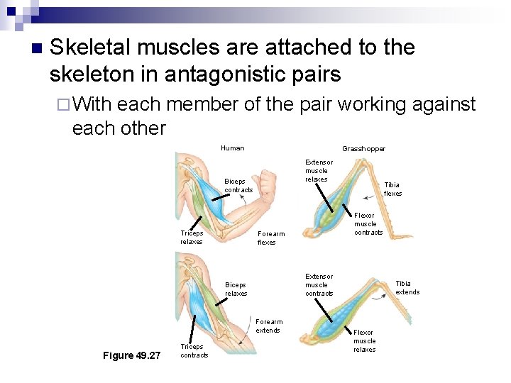 n Skeletal muscles are attached to the skeleton in antagonistic pairs ¨ With each