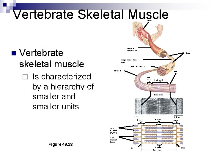 Vertebrate Skeletal Muscle n Bundle of muscle fibers Vertebrate skeletal muscle Nuclei Single muscle