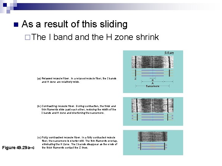 n As a result of this sliding ¨ The I band the H zone