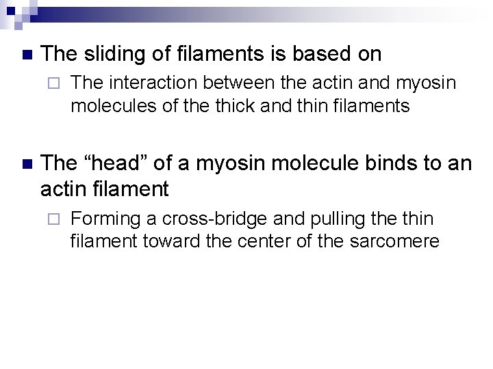 n The sliding of filaments is based on ¨ n The interaction between the