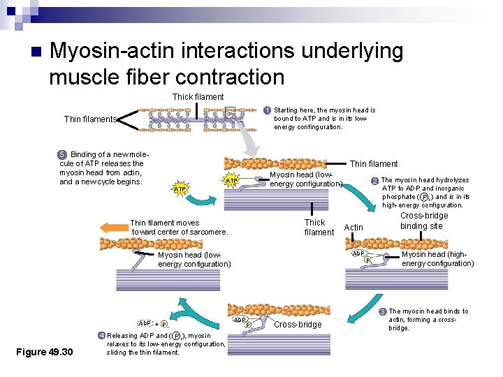 n Myosin-actin interactions underlying muscle fiber contraction Thick filament 1 Starting here, the myosin