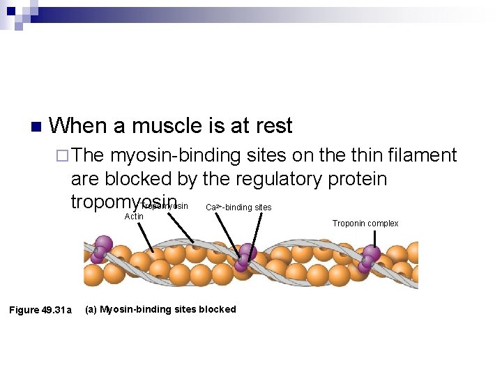 n When a muscle is at rest ¨ The myosin-binding sites on the thin