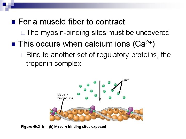 n For a muscle fiber to contract ¨ The n myosin-binding sites must be