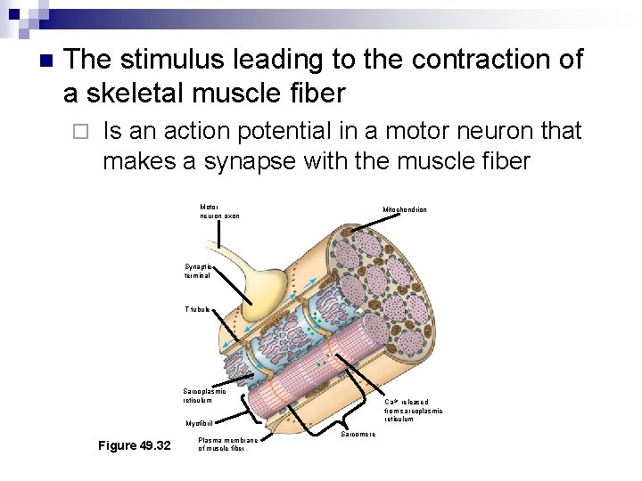 n The stimulus leading to the contraction of a skeletal muscle fiber ¨ Is