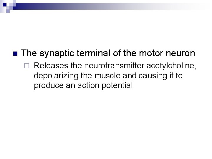 n The synaptic terminal of the motor neuron ¨ Releases the neurotransmitter acetylcholine, depolarizing
