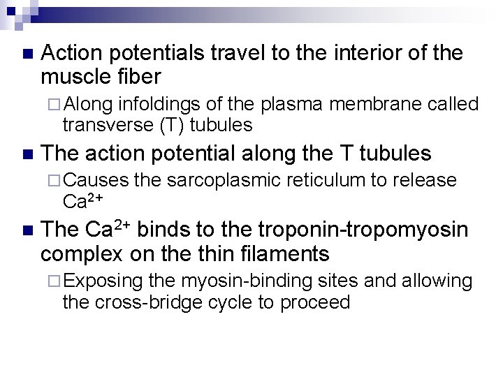 n Action potentials travel to the interior of the muscle fiber ¨ Along infoldings