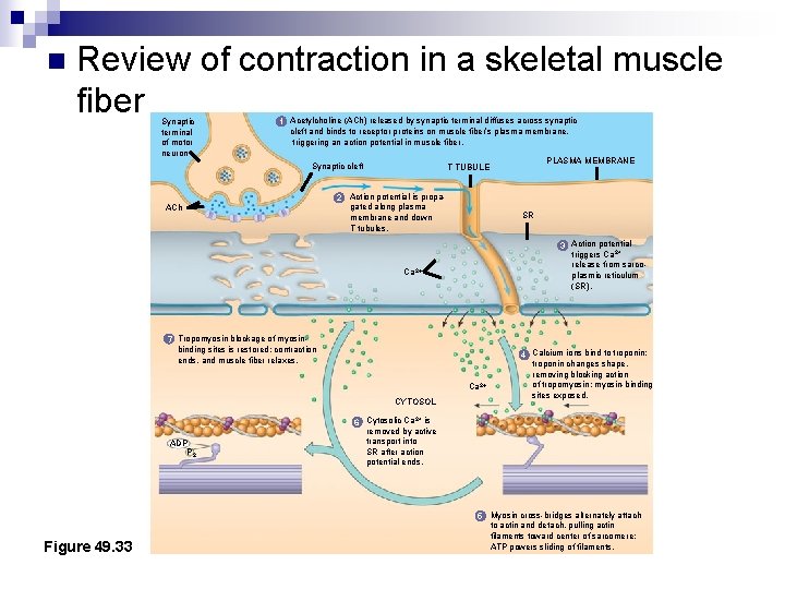 n Review of contraction in a skeletal muscle fiber Synaptic terminal of motor neuron