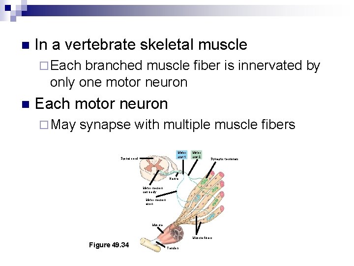 n In a vertebrate skeletal muscle ¨ Each branched muscle fiber is innervated by