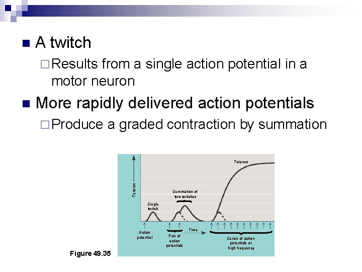 n A twitch ¨ Results from a single action potential in a motor neuron