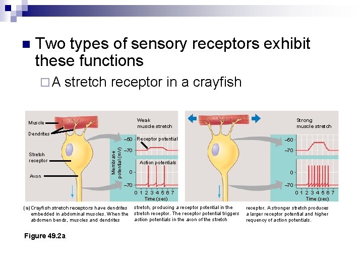 n Two types of sensory receptors exhibit these functions ¨A stretch receptor in a