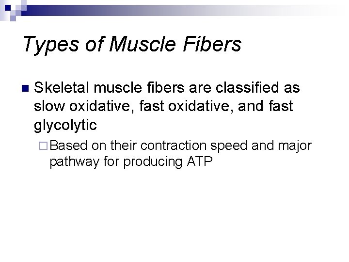 Types of Muscle Fibers n Skeletal muscle fibers are classified as slow oxidative, fast