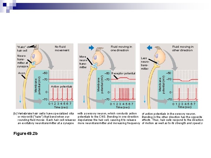 Fluid moving in other direction hair cell found in vertebrates More neurotransmitter Less neurotransmitter