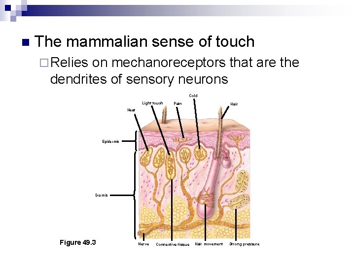 n The mammalian sense of touch ¨ Relies on mechanoreceptors that are the dendrites