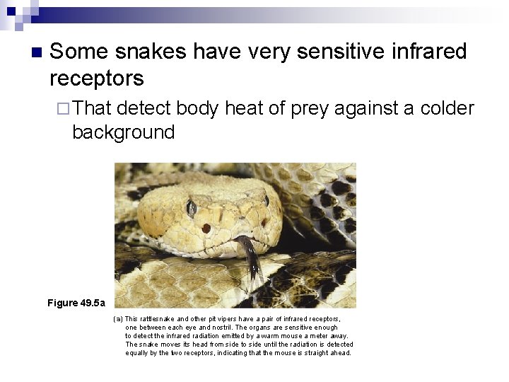 n Some snakes have very sensitive infrared receptors ¨ That detect body heat of