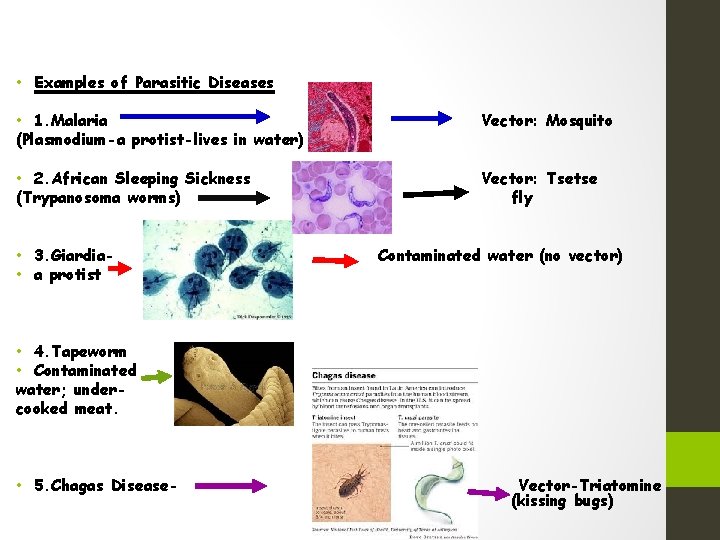  • Examples of Parasitic Diseases • 1. Malaria (Plasmodium-a protist-lives in water) Vector: