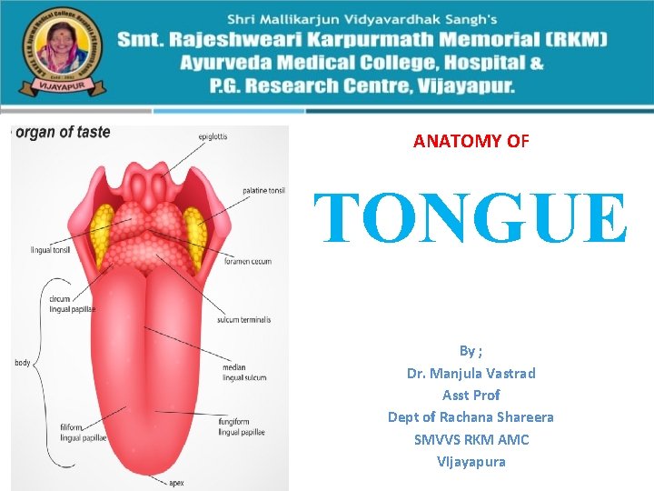 ANATOMY OF TONGUE By ; Dr. Manjula Vastrad Asst Prof Dept of Rachana Shareera