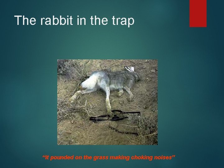 The rabbit in the trap “it pounded on the grass making choking noises” 