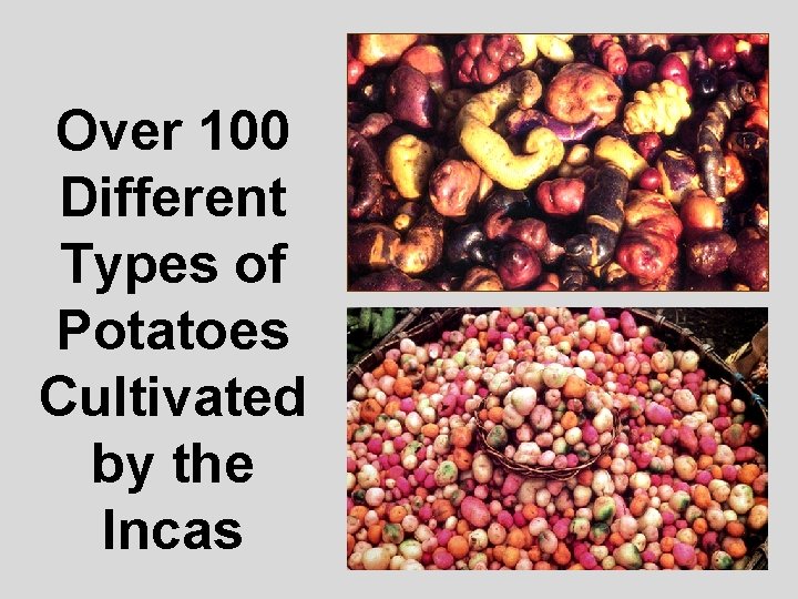 Over 100 Different Types of Potatoes Cultivated by the Incas 