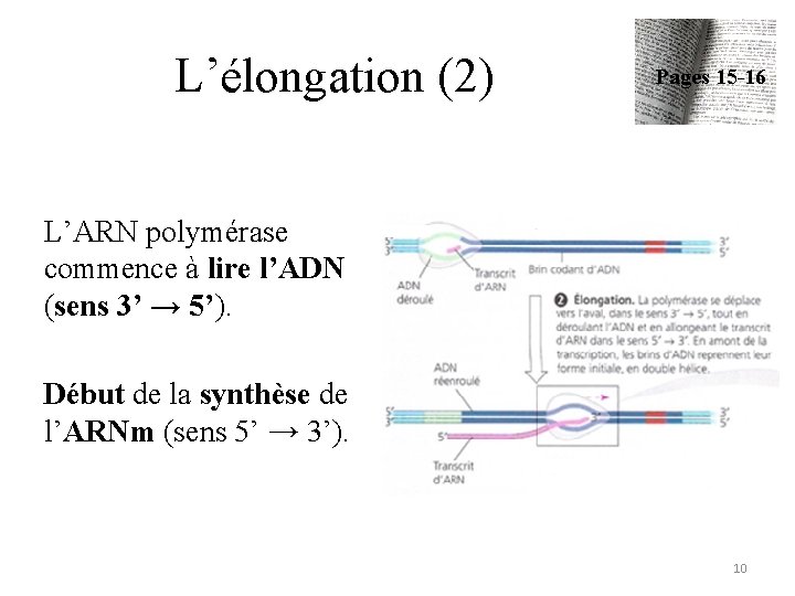 L’élongation (2) Pages 15 -16 L’ARN polymérase commence à lire l’ADN (sens 3’ →