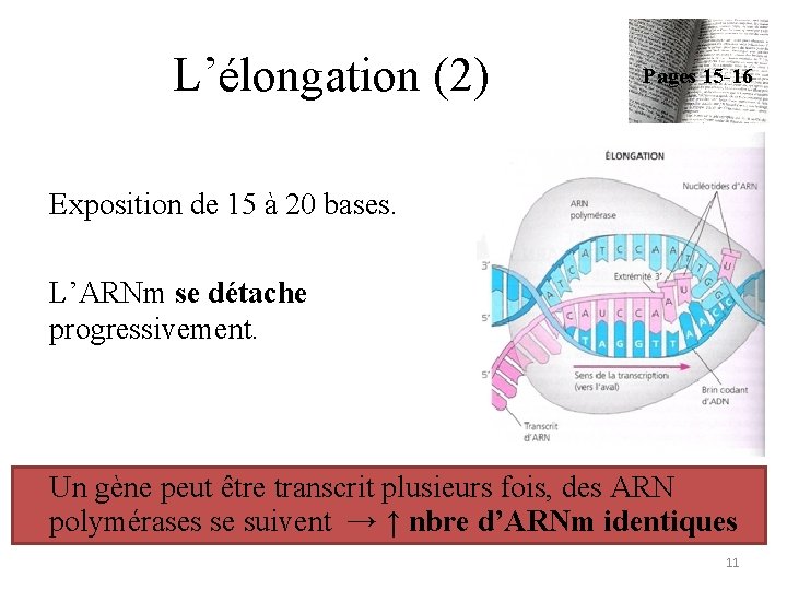 L’élongation (2) Pages 15 -16 Exposition de 15 à 20 bases. L’ARNm se détache