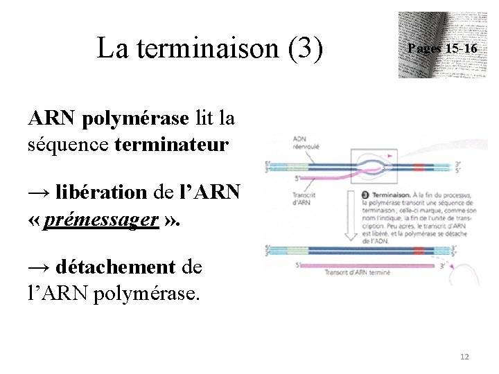 La terminaison (3) Pages 15 -16 ARN polymérase lit la séquence terminateur → libération