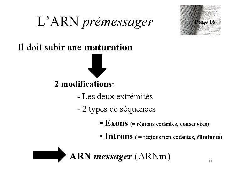 L’ARN prémessager Page 16 Il doit subir une maturation 2 modifications: - Les deux