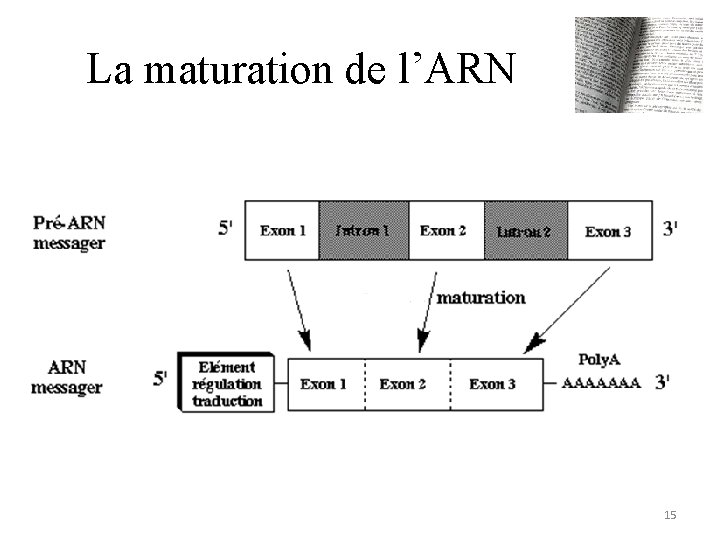 La maturation de l’ARN 15 