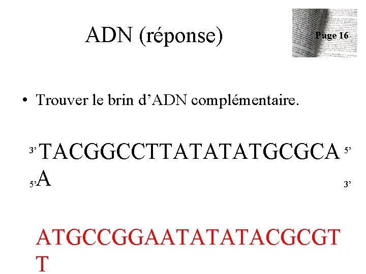 ADN (réponse) Page 16 • Trouver le brin d’ADN complémentaire. TACGGCCTTATATATGCGCA 5’ 5’A 3’