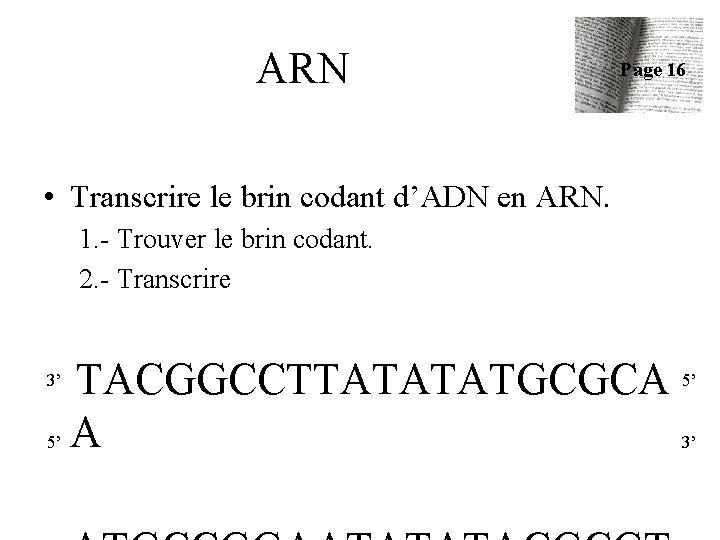 ARN Page 16 • Transcrire le brin codant d’ADN en ARN. 1. - Trouver