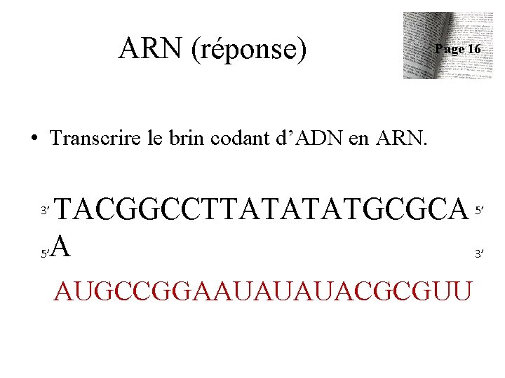 ARN (réponse) Page 16 • Transcrire le brin codant d’ADN en ARN. TACGGCCTTATATATGCGCA 5’