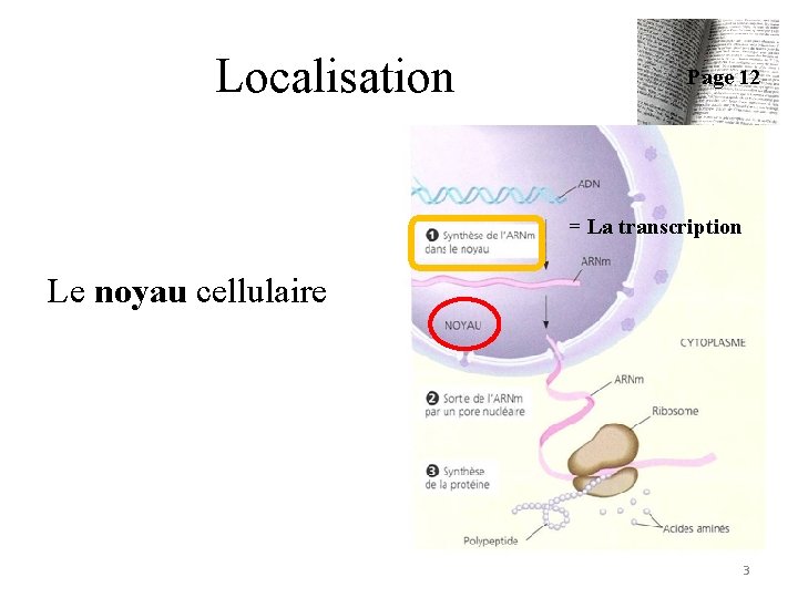 Localisation Page 12 = La transcription Le noyau cellulaire 3 