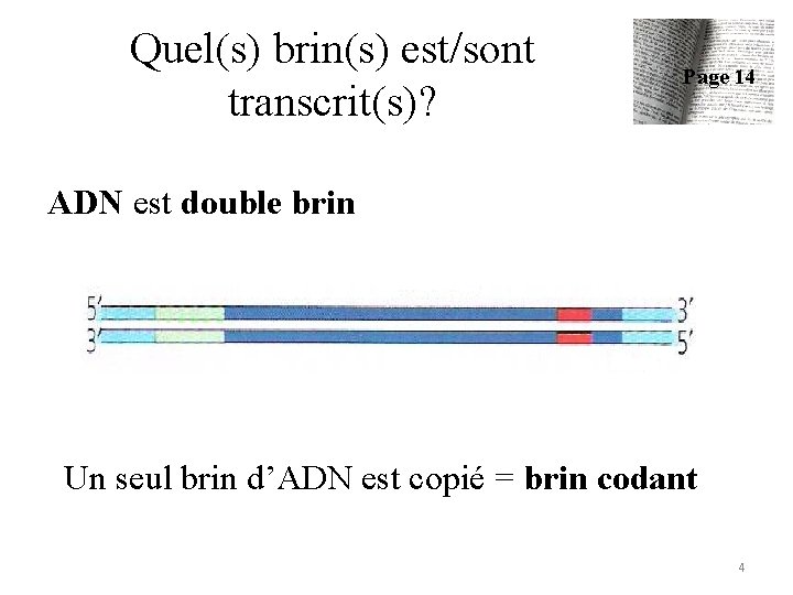 Quel(s) brin(s) est/sont transcrit(s)? Page 14 ADN est double brin Un seul brin d’ADN