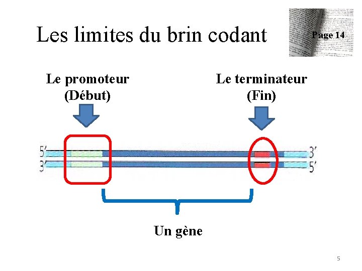 Les limites du brin codant Le promoteur (Début) Page 14 Le terminateur (Fin) Un