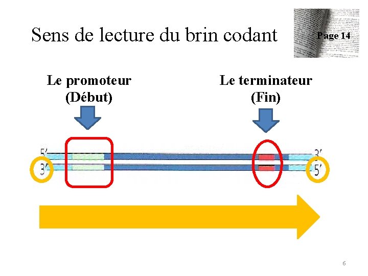 Sens de lecture du brin codant Le promoteur (Début) Page 14 Le terminateur (Fin)