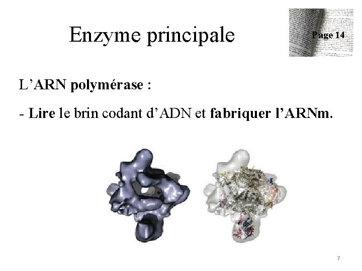 Enzyme principale Page 14 L’ARN polymérase : - Lire le brin codant d’ADN et