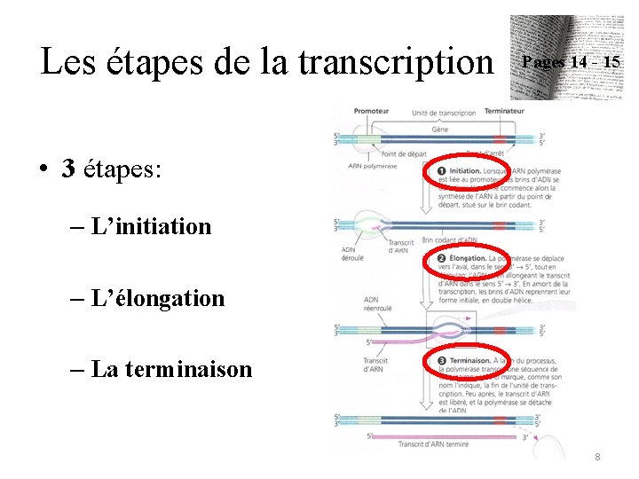 Les étapes de la transcription Pages 14 - 15 • 3 étapes: – L’initiation