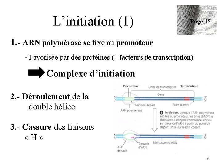 L’initiation (1) Page 15 1. - ARN polymérase se fixe au promoteur - Favorisée