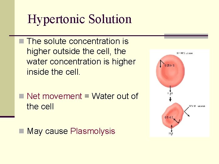 Hypertonic Solution n The solute concentration is higher outside the cell, the water concentration