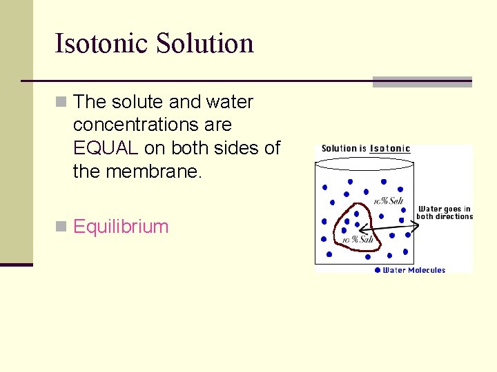 Isotonic Solution n The solute and water concentrations are EQUAL on both sides of