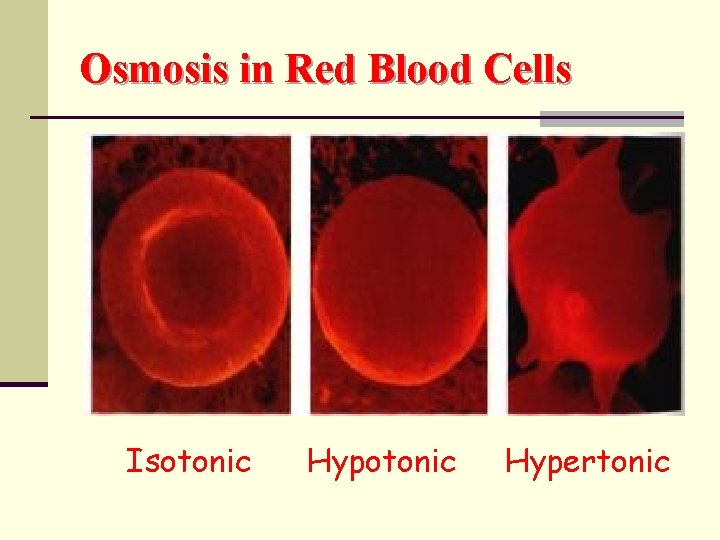 Osmosis in Red Blood Cells Isotonic Hypertonic 