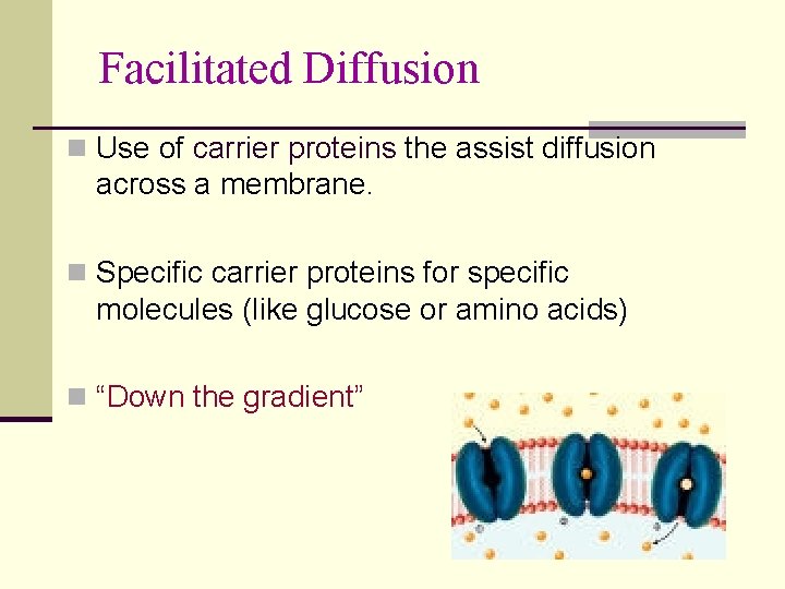 Facilitated Diffusion n Use of carrier proteins the assist diffusion across a membrane. n