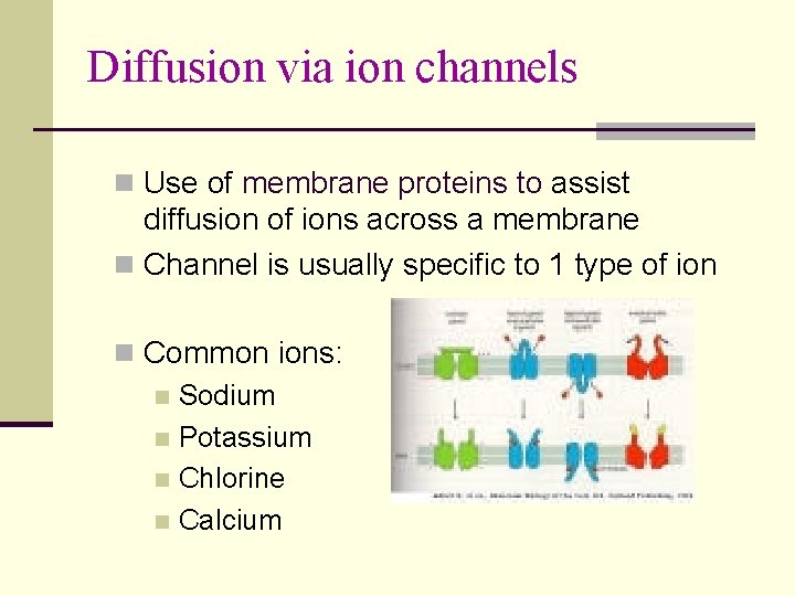 Diffusion via ion channels n Use of membrane proteins to assist diffusion of ions