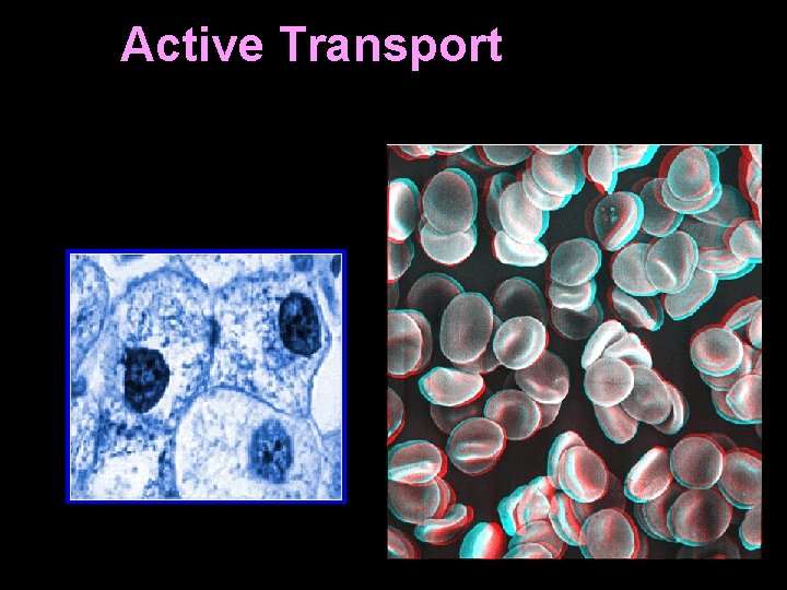 Active Transport 