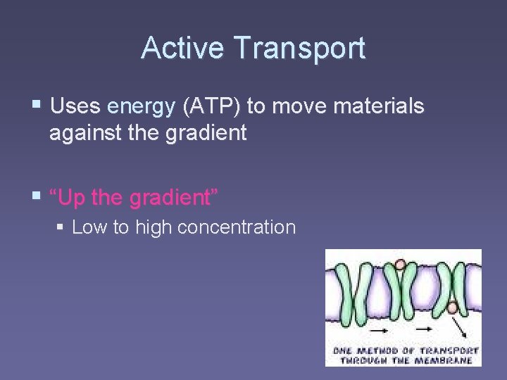 Active Transport § Uses energy (ATP) to move materials against the gradient § “Up