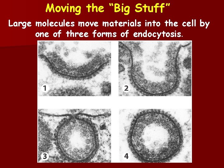 Moving the “Big Stuff” Large molecules move materials into the cell by one of