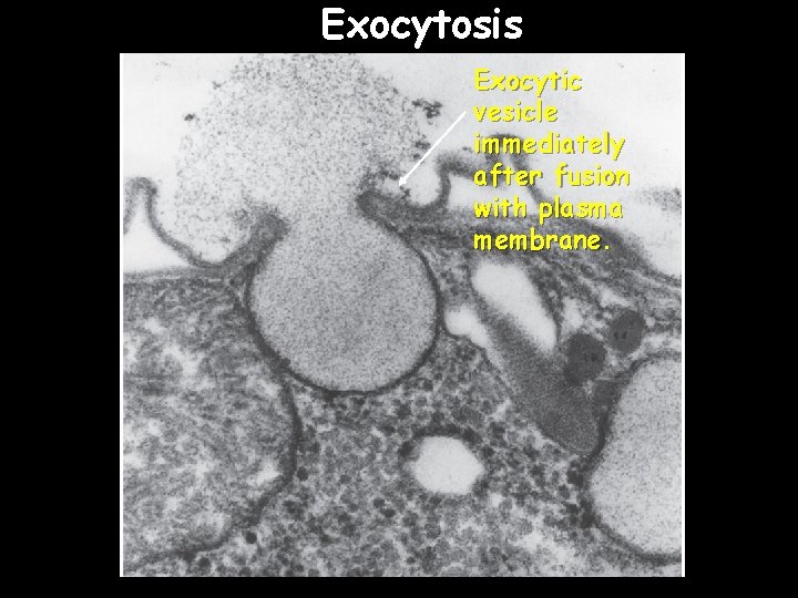 Exocytosis Exocytic vesicle immediately after fusion with plasma membrane. 