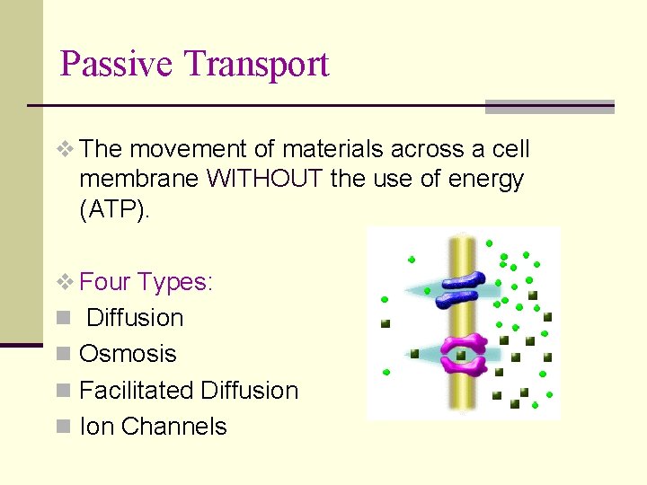 Passive Transport v The movement of materials across a cell membrane WITHOUT the use