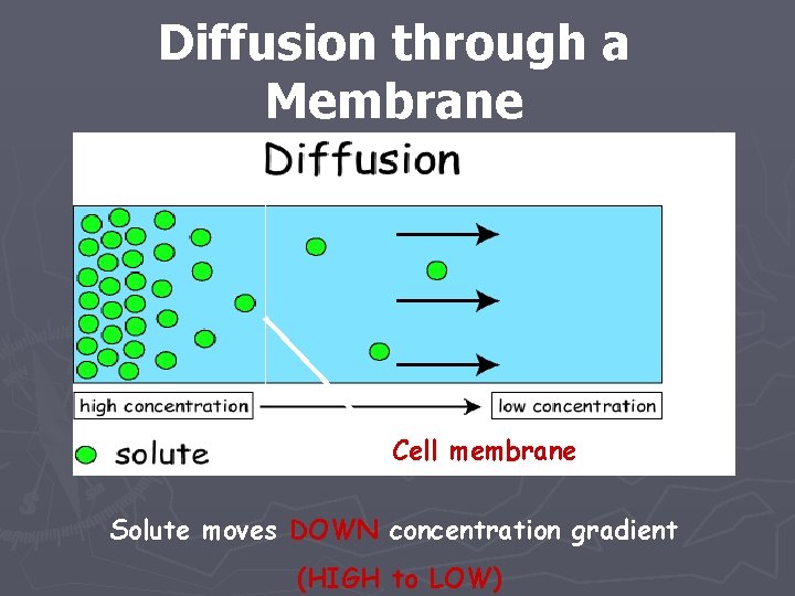 Diffusion through a Membrane Cell membrane Solute moves DOWN concentration gradient (HIGH to LOW)